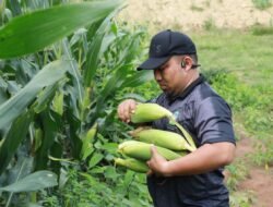 Dukung Ketahanan Pangan, Pj Bupati Besar Panen Jagung di Lamteuba