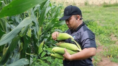 Dukung Ketahanan Pangan, Pj Bupati Besar Panen Jagung di Lamteuba
