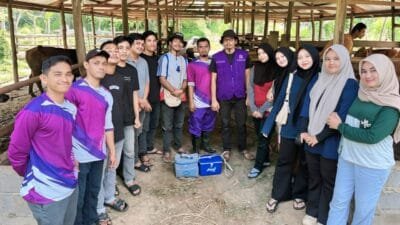 Dinas Pertanian Aceh Besar Gelar Vaksinasi PMK Massal
