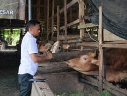 Distan Aceh Besar Lakukan Penggemukan Sapi Program Unggulan
