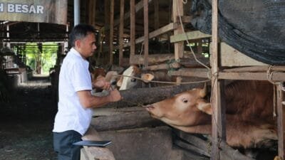 Distan Aceh Besar Lakukan Penggemukan Sapi Program Unggulan