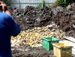 Bea Cukai Gagalkan Penyelundupan 1.400 Keranjang Mangga Thailand Ilegal