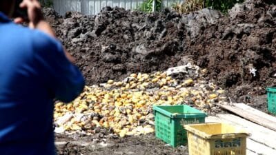 Bea Cukai Gagalkan Penyelundupan 1.400 Keranjang Mangga Thailand Ilegal