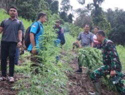 Prajurit Kodam IM Musnahkan Tiga Hektare Ladang Ganja di Gayo Lues