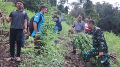 Prajurit Kodam IM Musnahkan Tiga Hektare Ladang Ganja di Gayo Lues