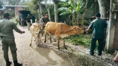 Satpol PP-WH Aceh Besar Tertibkan Dua Lembu tak Bertuan