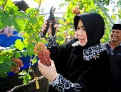 Gampong Geuceu Komplek Jadi Contoh Kemandirian Pangan