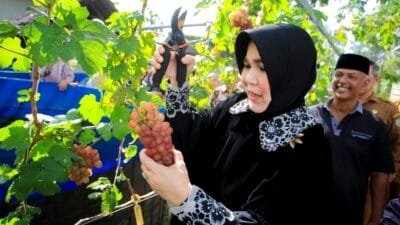 Gampong Geuceu Komplek Jadi Contoh Kemandirian Pangan