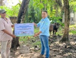 Tahun Ini, Pelindo Salurkan Dua Hewan Kurban di Lhokseumawe