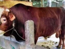 Presiden Prabowo Kurban 985 Sapi untuk Masyarakat di Seluruh Tanah Air