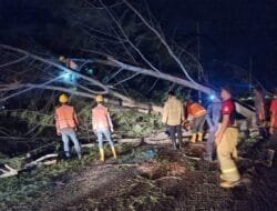 Pohon Tumbang Akibat Angin Kencang: Listrik Padam Lalu Lintas Terganggu