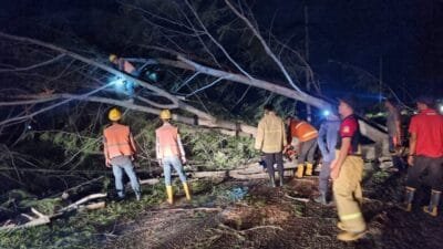 Pohon Tumbang Akibat Angin Kencang: Listrik Padam Lalu Lintas Terganggu 