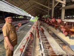 Bupati Aceh Besar Kunjungi Peternakan Ayam Petelur di Cot Suruy