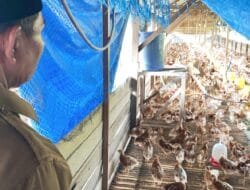 Hindari Bergantung pada Medan, Pengusaha Lokal Aceh Besar Mengolah Pakan Sendiri