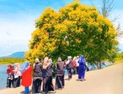 Pohon Viral di Banda Aceh: Spot Foto Baru yang Bikin Netizen Terpukau