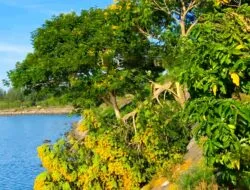 Pohon Angsana Viral Ditebang Orang Tak Dikenal, Warga Banda Aceh Kecewa dan Prihatin