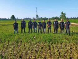 Ratusan Hektare Sawah Tadah Hujan di Aceh Timur Mengalami Kekeringan dan Terancam Gagal Panen