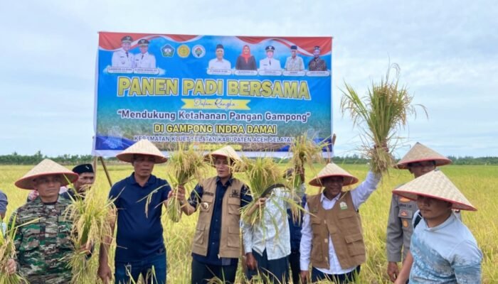 Dukung Ketahanan Pangan Gampong, Bupati Aceh Selatan Panen Padi Bersama di Kluet Selatan