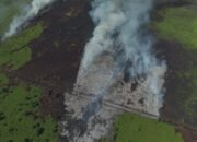HAkA Temukan 72 Ha Hutan Aceh Selatan Terbakar di Kawasan PT ALIS