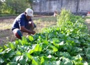 Awalnya Coba-coba, Kini Bang Adi Fokus Jadi Petani Sayur
