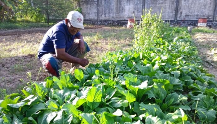 Awalnya Coba-coba, Kini Bang Adi Fokus Jadi Petani Sayur