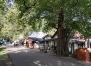 Warga Dusun Mata Ie Cemas dengan Keberadaan Pohon Asam di Pinggir Rumah