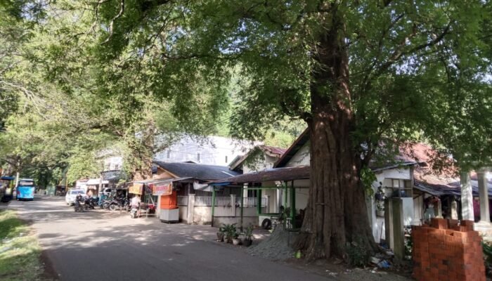 Warga Dusun Mata Ie Cemas dengan Keberadaan Pohon Asam di Pinggir Rumah