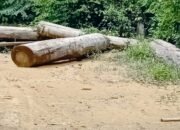 Akhirnya, Polda Aceh Selidiki Dugaan Perambahan Hutan di Peudada Bireuen