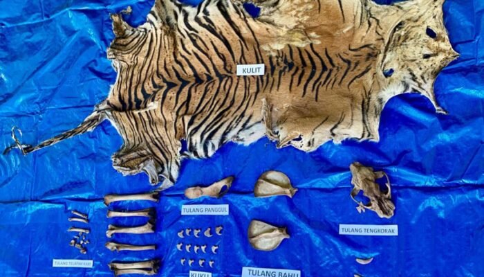 Polisi Ringkus Pelaku Perdagangan Organ Harimau Sumatera di Nagan Raya
