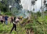 Polres Bireuen Musnahkan Dua Hektare Ladang Ganja, 154 Kg Diamankan