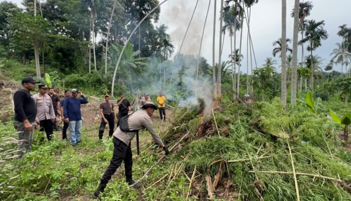 Polres Bireuen Musnahkan Dua Hektare Ladang Ganja, 154 Kg Diamankan