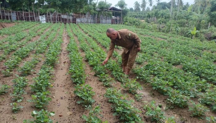 Camat Darul Kamal Ajak Warga Manfaatkan Lahan Kosong untuk Tanaman Produktif