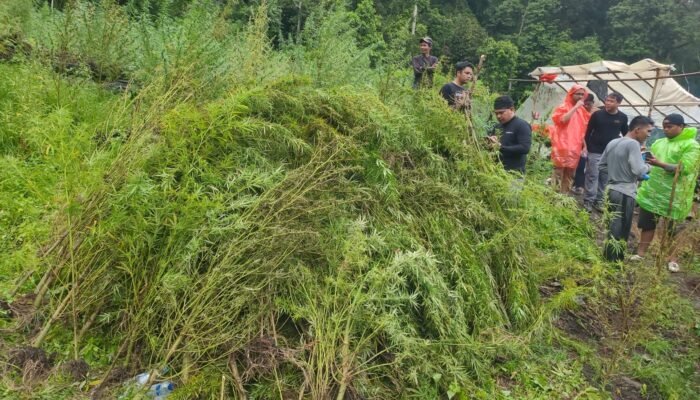 Ratusan Ton Ganja Siap Panen Dimusnahkan di Gayo Lues