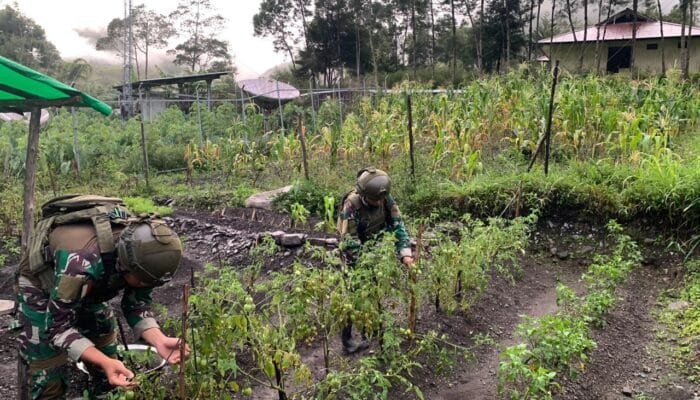 Satgas Yonif 112 DJ Perkuat Ketahanan Pangan Nasional di Puncak Jaya Papua Tengah