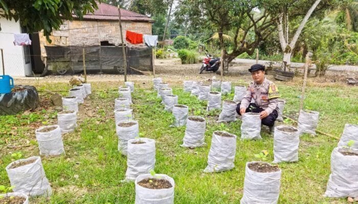 Lumpur Banjir Bandang Aceh Disulap Jadi Media Tanam Produktif