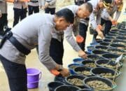 Kapolda Aceh Kenalkan Inovasi Sawah Portabel, Lumpur Pascabanjir Disulap Jadi Media Tanam Padi