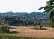 Kemarau Terparah, Petani Pulo Aceh Menjerit Menanti Irigasi