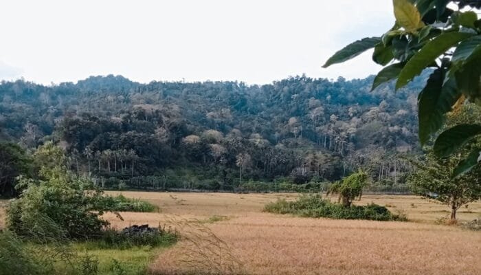 Kemarau Terparah, Petani Pulo Aceh Menjerit Menanti Irigasi