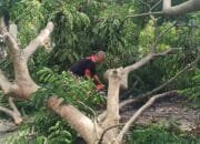 Kadis DLHK Aceh Besar Turun Tangan Bersihkan Pohon Tumbang di Simpang Lubok Ingin Jaya