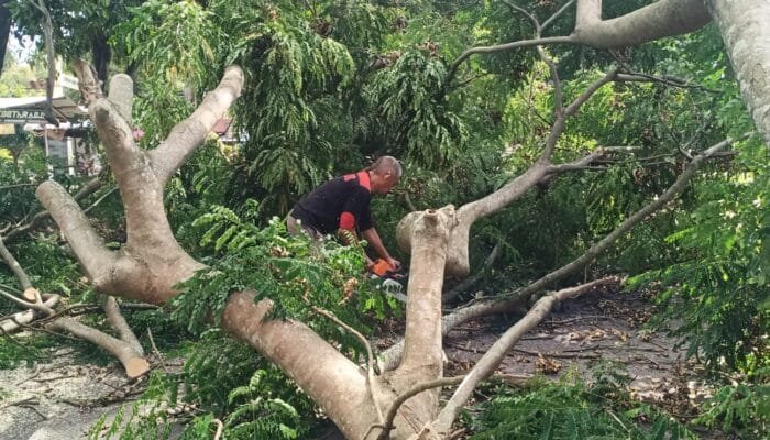 Kadis DLHK Aceh Besar Turun Tangan Bersihkan Pohon Tumbang di Simpang Lubok Ingin Jaya