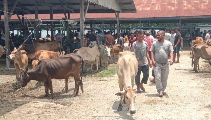 Pasar Hewan Sibreh Aceh Besar Dipadati Pembeli Jelang Idul Adha