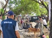 Tindaklanjuti Laporan Masyarakat, Satpol PP dan WH Aceh Besar Amankan Lima Sapi Berkeliaran di Ingin Jaya