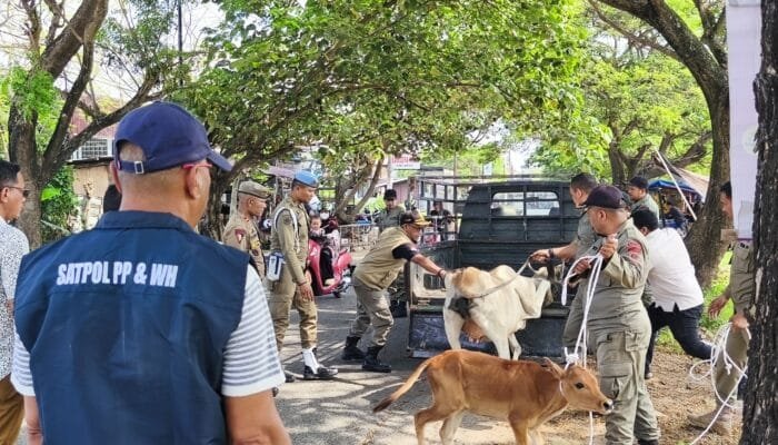 Tindaklanjuti Laporan Masyarakat, Satpol PP dan WH Aceh Besar Amankan Lima Sapi Berkeliaran di Ingin Jaya