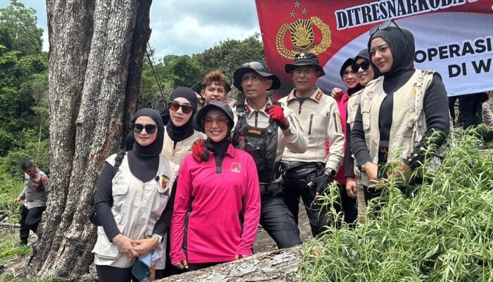 Kapolda Aceh Turun Langsung Musnahkan Ladang Ganja di Lampanah