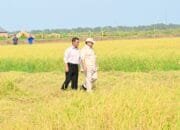 Stok Pangan Nasional Tertinggi Sepanjang Sejarah, Pemerintah Siap Hadapi Ancaman El Nino
