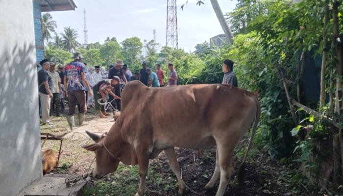 Rayakan Idul Adha 1447 H: Gampong Leu Ue Kurban 13 Sapi, 6 Kambing