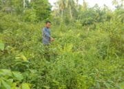 Program PSR di Aceh Timur Terancam Gagal, Puluhan Hektare Kebun Sawit Rakyat Terbengkalai