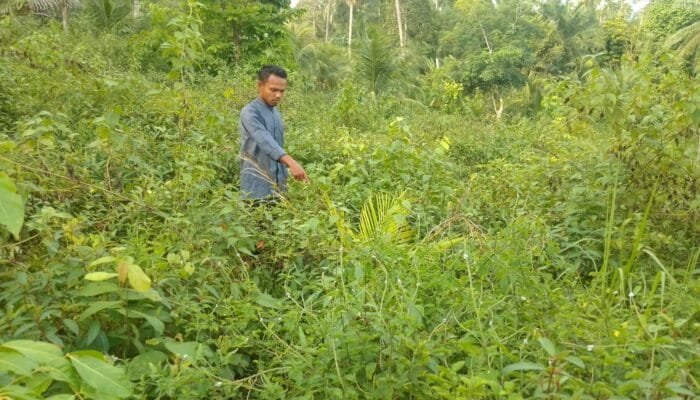 Program PSR di Aceh Timur Terancam Gagal, Puluhan Hektare Kebun Sawit Rakyat Terbengkalai