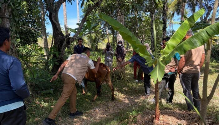 Dinas Pertanian Aceh Besar Targetkan Vaksinasi PMK untuk 50 Ekor Sapi di Kecamatan Ingin Jaya