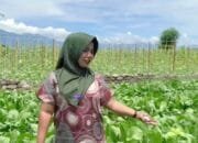 SPPG Aceh Serap Hasil Panen Petani Lokal